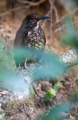 Long-billed Thrush, Zoothera monticola