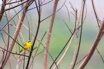 Masked Yellowthroat, Geothlypis aequinoctialis