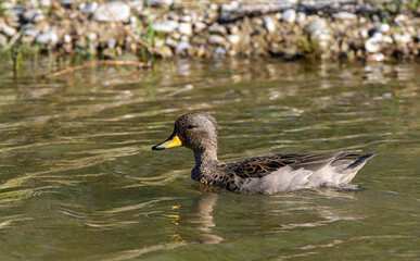 Yellow-billed teal, Anas flavirostris