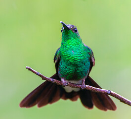 White-vented Plumeleteer, Chalybura buffonii