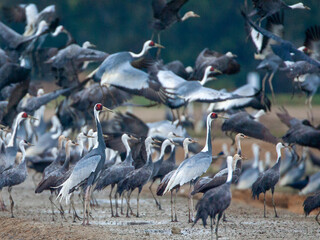 White-naped Crane, Antigone vipio