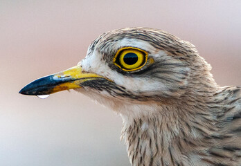 Eurasian Stone-Curlew, Burhinus oedicnemus