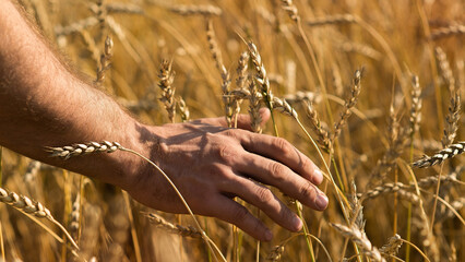Fototapeta na wymiar Male hand gently stroking the crop of dry cereal plants in warm soft light on a field.