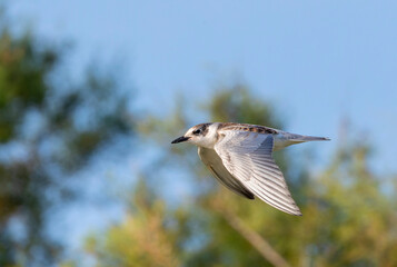 Whiskered Tern, Chlidonias hybrida
