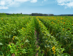 Fototapeta na wymiar Sunflower field at summer 
