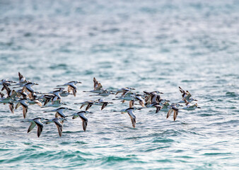 Crab Plover, Dromas ardeola