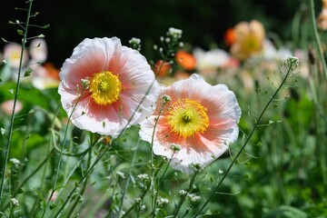Closeup shot of Iceland poppy flowers on a field in a blurred background