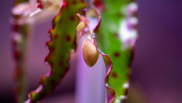 Macro shot of colorful Begonia Amphioxus plant growing under sunlight with purple blurry background
