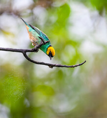 Saffron-crowned Tanager, Tangara xanthocephala. venusta