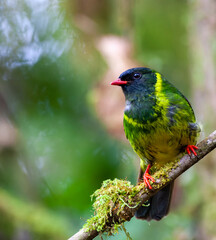 Green-and-black Fruiteater, Pipreola riefferii