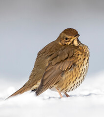 Song Thrush, Turdus philomelos