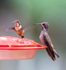 Brown Violetear, Colibri delphinae