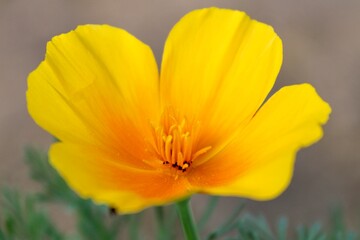 Yellow California Poppy flower, 