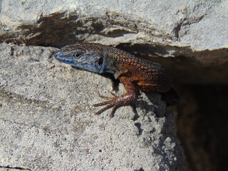 Algyroides nigropunctatus.