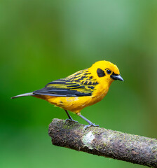 Golden Tanager, Tangara arthus goodsoni