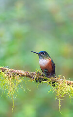 Violet-tailed Sylph, Aglaiocercus coelestis coelestis