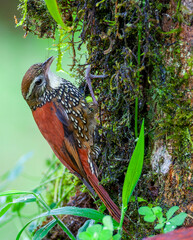 Pearled treerunner, Margarornis squamiger