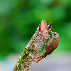 Montane Woodcreeper, Lepidocolaptes lacrymiger