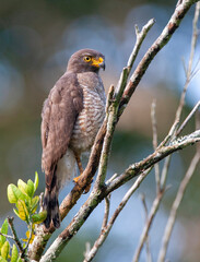 Roadside hawk, Rupornis magnirostris occiduus