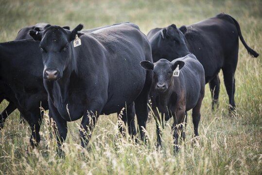 Close-up Shot Of Black Cows In A Field