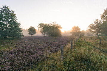 purple heathland in the morning light and fog near the town of Stade