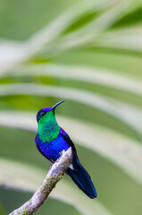 Blue-crowned Woodnymph, Thalurania colombica colombica
