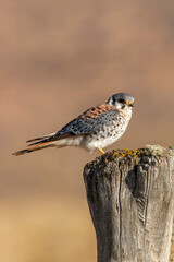 American Kestrel, Falco sparverius cinnamominus