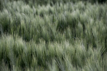 Close-up of waving grassland in the wind