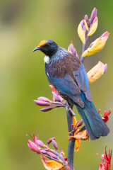 Chatham Tui, Prosthemadera novaeseelandiae chathamensis