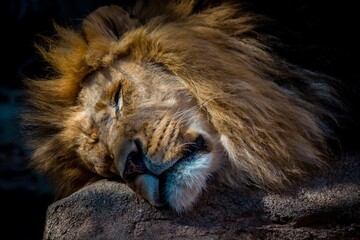 Closeup of a lion (Panthera leo) sleeping on the rock