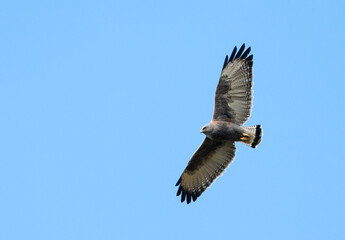 Variable Hawk, Geranoaetus polyosoma