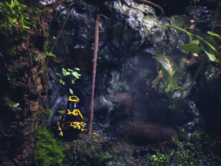 Yellow-banded poison dart frog on grass with plants and wet leaves in the forest
