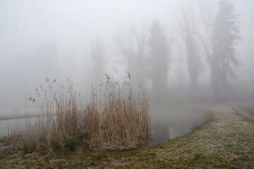 Obraz na płótnie Canvas Foggy morning in wetlands