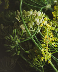 green dill umbels with seeds. food - 518651267