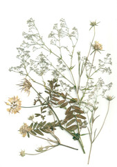 Obraz premium Bouquet of dry plants
