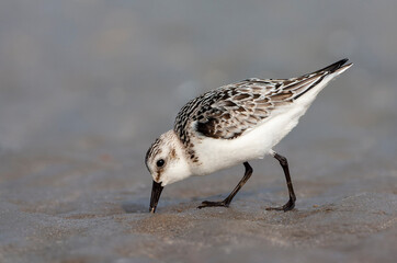 Sanderling, Calidris alba