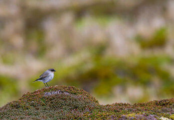 Dark-faced ground tyrant, Muscisaxicola maclovianus