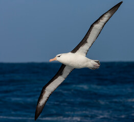 Black-browed Albatross, Thalassarche melanophris