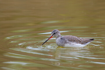 Spotted Redshank, Tringa erythropus