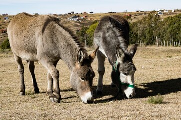 portrait of two donkeys grazing in the mountains