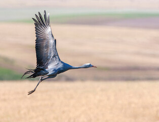 Blue Crane, Grus paradisea
