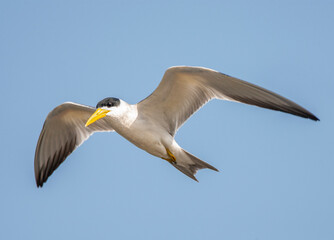 Large-billed Tern, Phaetusa simplex