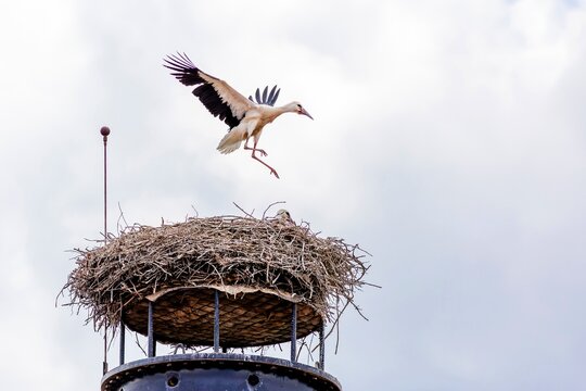 A young white stork flying above a nest made of twigs, placed on an unused chimney. Blue overcast sky in the background.