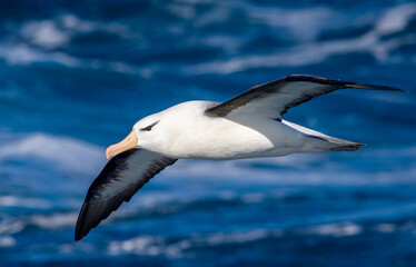 Fototapeta na wymiar Black-browed Albatross, Thalassarche melanophris
