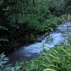 Closeup shot of a river flowing through the trees and vegetation