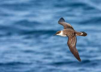 Great Shearwater, Ardenna gravis