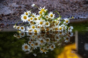 Closeup shot of a bunch of daisies (Bellis perennis) reflected in a lake © Heidi Larsen/Wirestock Creators