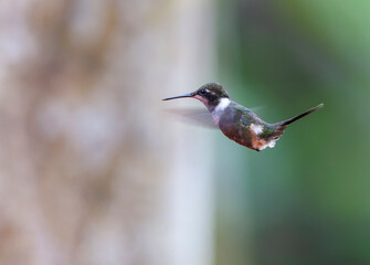 Purple-throated Woodstar, Philodice mitchellii