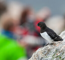 Little Auk, Alle alle