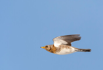 Fieldfare, Turdus pilaris